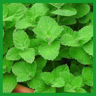 Hạt giống rau Húng Bạc Hà - Húng Lủi