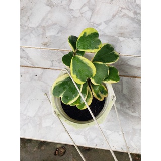 Cẩm Cù lá tim vaf (tặng kèm phân bón)