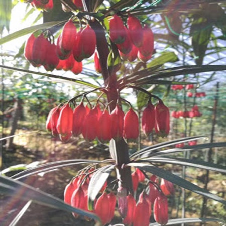 Hạt Giống Cây Hoàng tinh hoa đỏ KNS9 - Gói 10 hạt