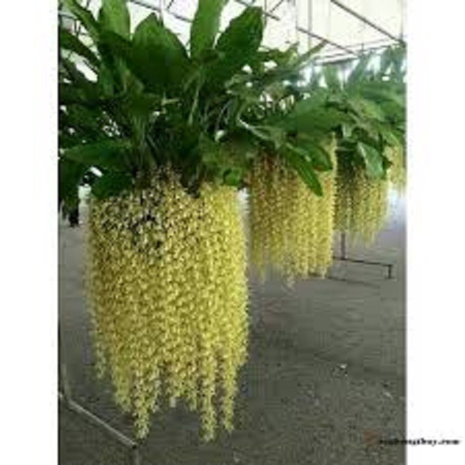 Hoa lan Thanh đạm Indo