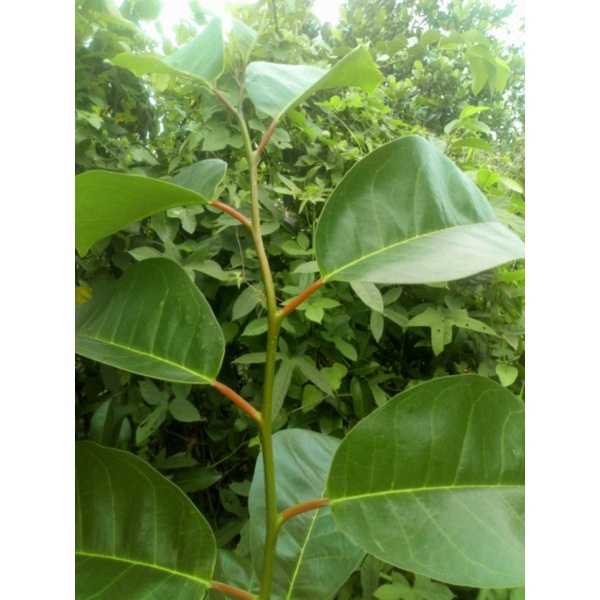 Trái bình bát xanh