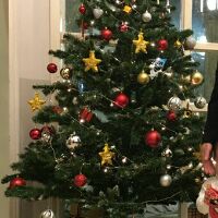 Cây thông noel