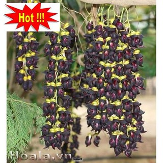 Hoa leo Huyết long 10 hạt