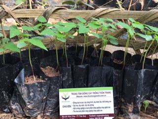 Cây giống Đu đủ