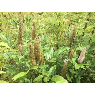Cây đuôi chồn 1 kg khô