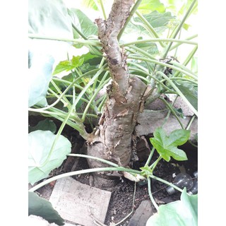 Ngô đồng cổ thụ