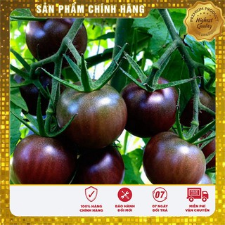 Hạt Giống Cà Chua Socola F1(10 hạt)