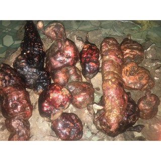 Hà thủ ô đỏ