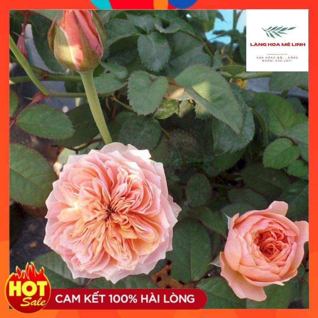 Hoa hồng ngoại cắt cành Vuvuzela Rose Hà Lan [ CÂY BỤI ] - giống hoa hồng tinh tế – Hài hòa – Độc đáo, màu cam cá hồi.