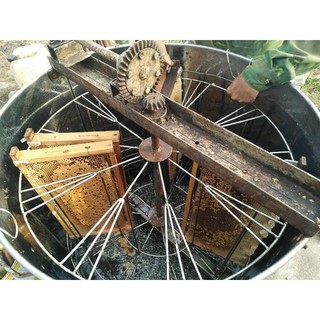 MẬT ONG HOA NHÃN THÁI HƯNG