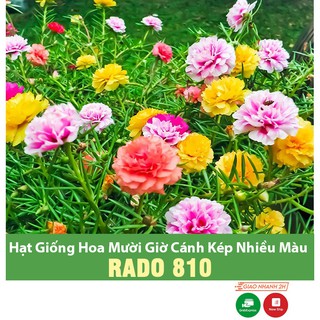 Hạt Giống Hoa Mười Giờ Cánh Kép Nhiều Màu, Dễ Trồng, Nở Hoa Liên Tục