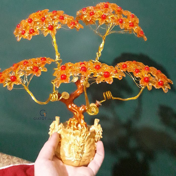 Cây kim tiền phát tài, lộc đế đầu rồng 7 cành 5 tán GTA6 - trang trí trong nhà ngày tết