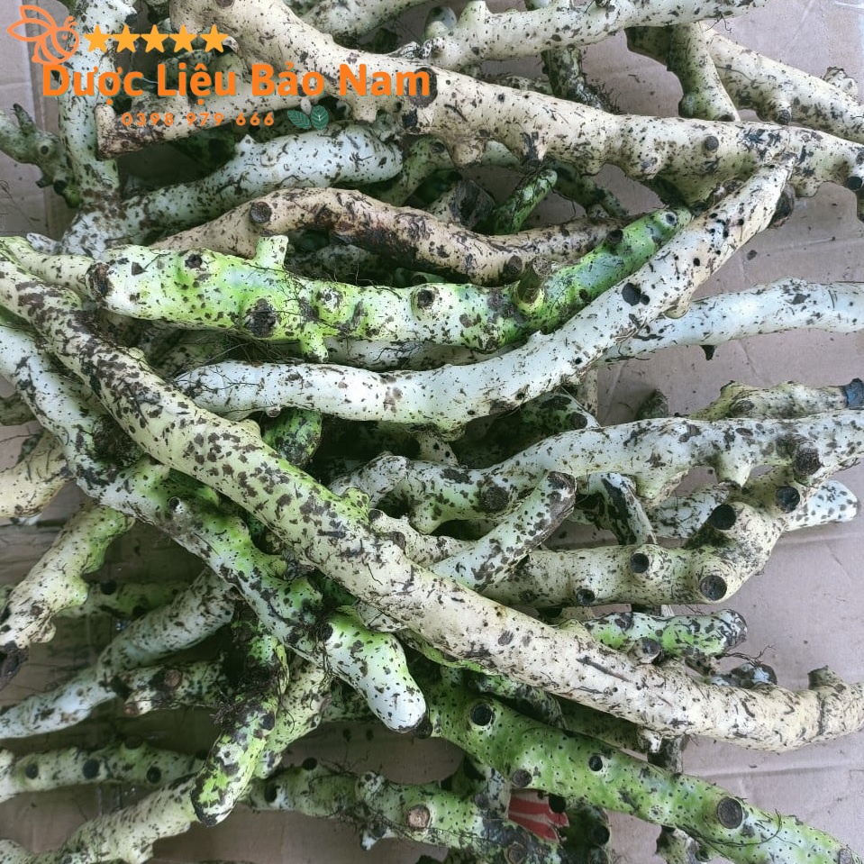 Tắc Kè Đá  tươi Tây Bắc 1kg