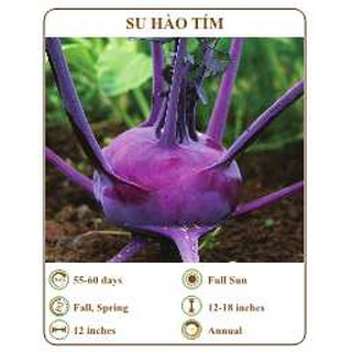 Hạt giống su hào tím - THE XANH