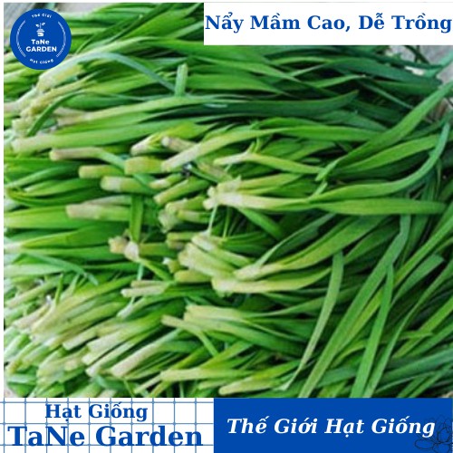 1g Hạt Giống Hẹ Xanh Cao Sản - TaNe Garden
