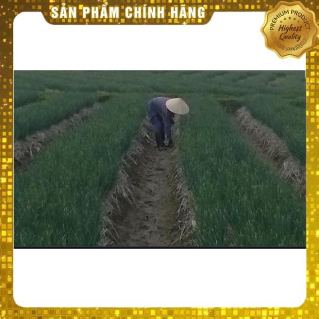 PHÂN BÓN CHUYÊN CHO HÀNH, KIỆU, TỎI⚡️HÀNG CHÍNH HÃNG, GÓI NHỎ GIÁ TỐT⚡️TO CỦ, NẶNG CÂN, CỨNG DỌC, NGĂN VÀNG LÁ, TÓPĐẦU 2