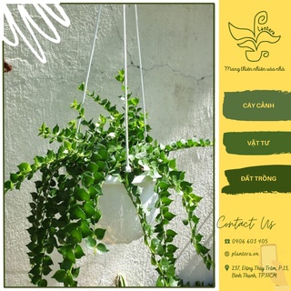 Cây lan tim chậu treo - cây cảnh - cây ưa mát - chậu treo