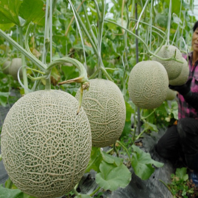 Hạt giống dưa lưới xanh