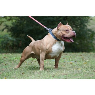 Bully Max - Sản phẩm tăng cơ bắp cho chó