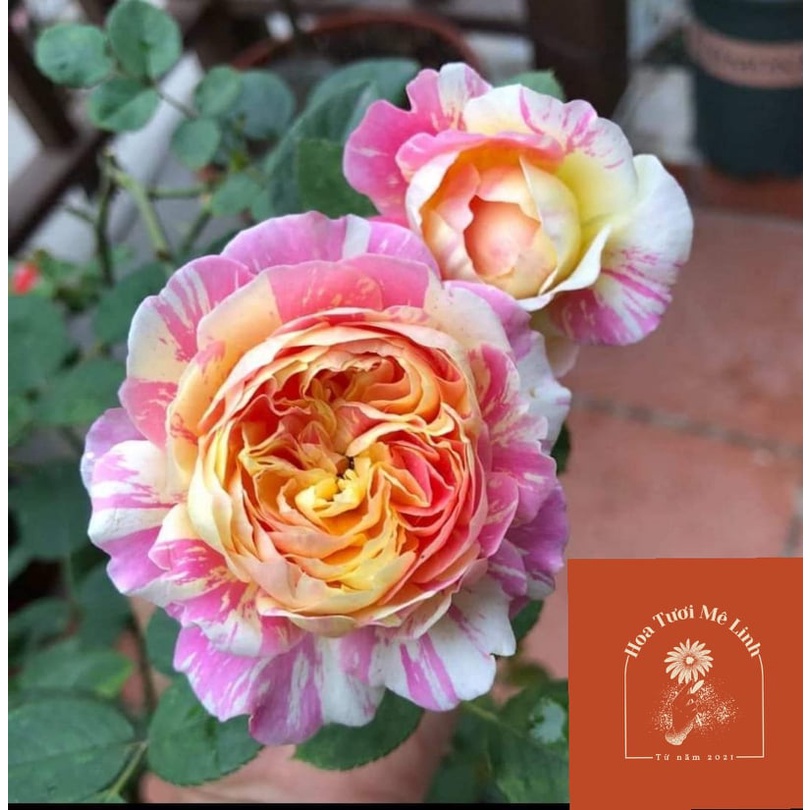 Hoa hồng ngoại Claude Monet rose – Hoa hồng Mỹ màu sọc đẹp nhất-HoaTuoiMeLinh