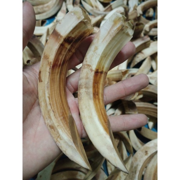 Mặt nanh phong thủy,hàng thô