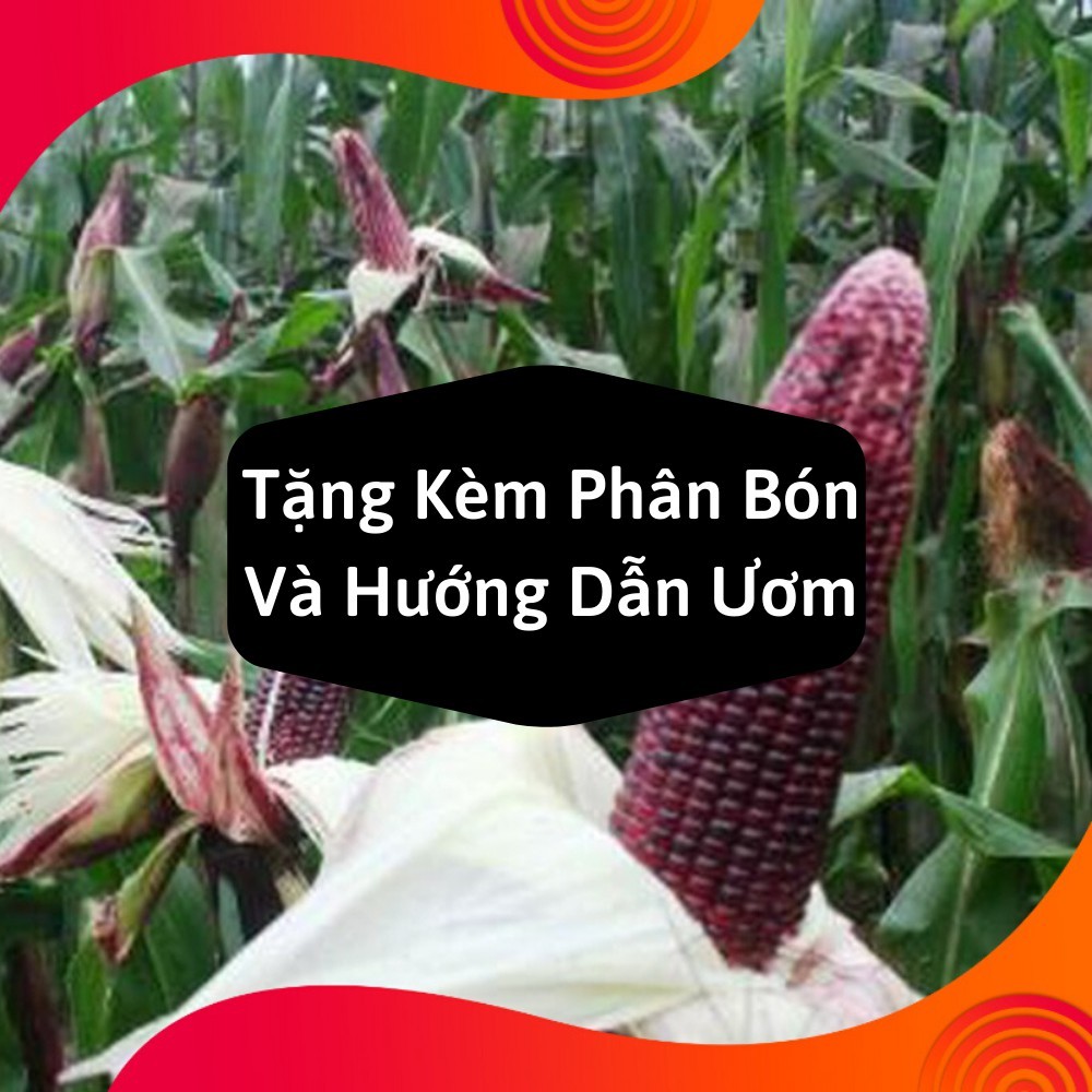giống hạt ngô nếp tím