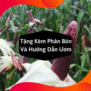 Giống hạt ngô nếp tím