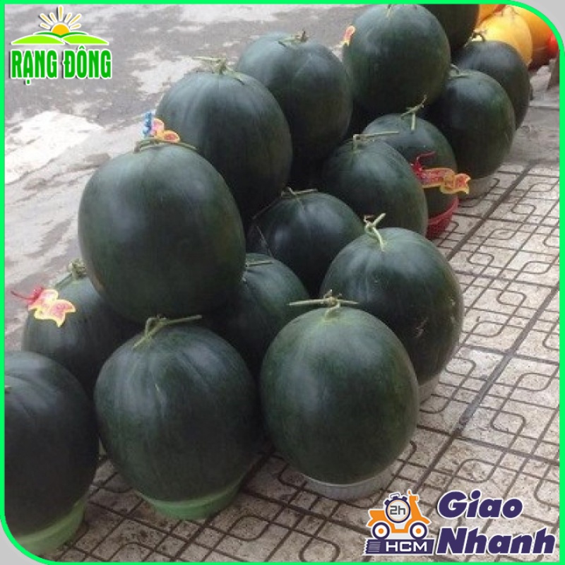 Hạt giống Dưa Hấu Trái Tròn nặng 8-10 Kg, ruột đỏ, trồng quanh năm (gói 0,5 gr) - Hạt giống Rạng Đông