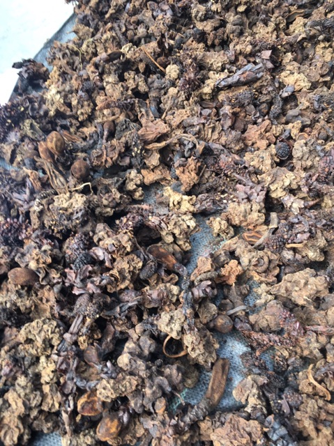 Nấm ngọc cẩu khô nguyên búp Lào Cai 1 kg
