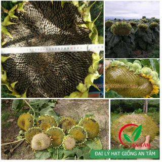 Hạt giống hướng dương lấy hạt gói 1000 hạt