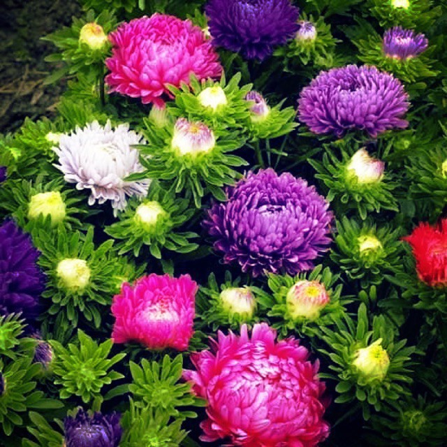 Hạt Giống Hoa Cúc Magic