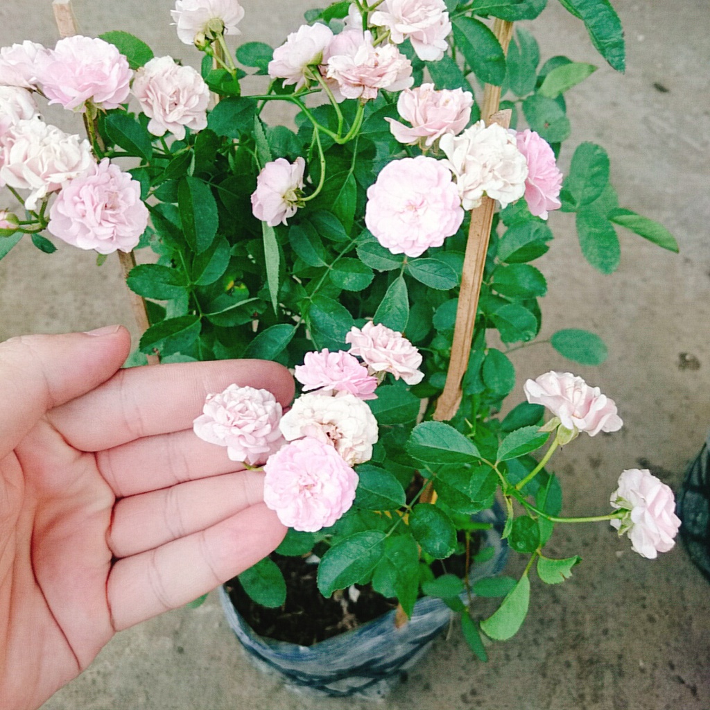 Cây Hồng Bạch Trà  - Hồng Đông Mai