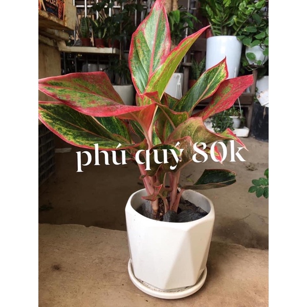 Cây ngọc ngân hoặc phú quý trồng sẵn chậu sứ