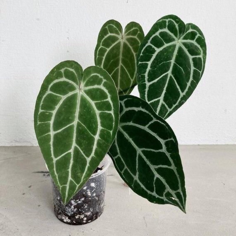 Cây anthurium crystallinum