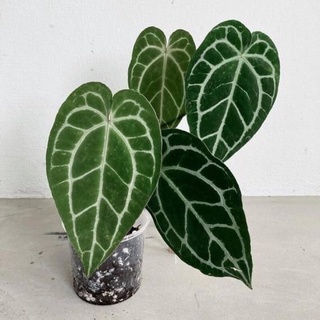 Cây anthurium crystallinum