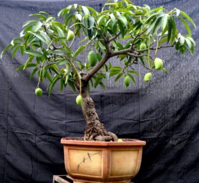 Cây xoài cát hòa lộc