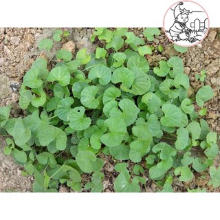 Hạt rau má - gói 1 gram