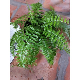 Cây Dương Xỉ