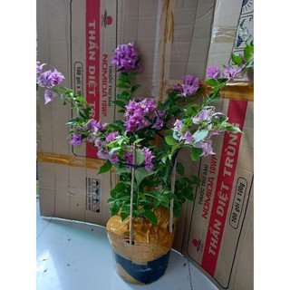 Cây vạn Huê lầu