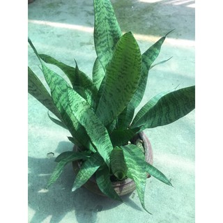 Cây lưỡi hổ