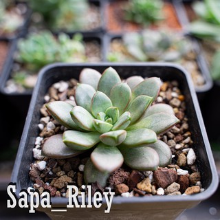 Sen đá cúc áo (Graptoveria Amethorum)