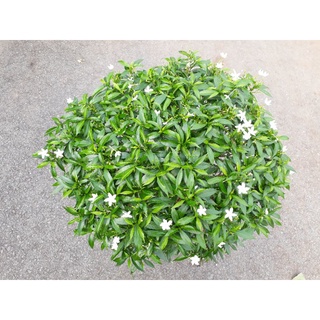 Cây mai vạn phúc (mai tiểu thư)