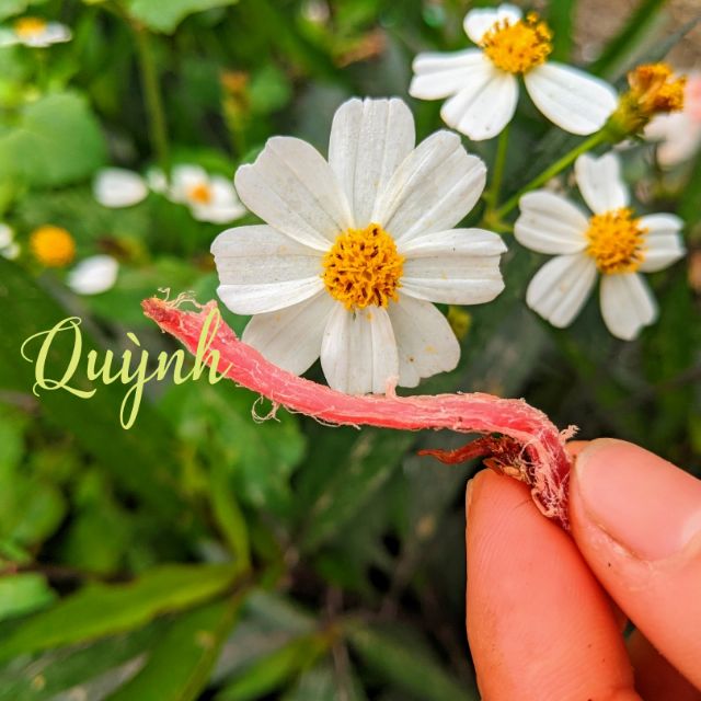 Thịt lợn gác bếp 1kg, tặng chẳm chéo