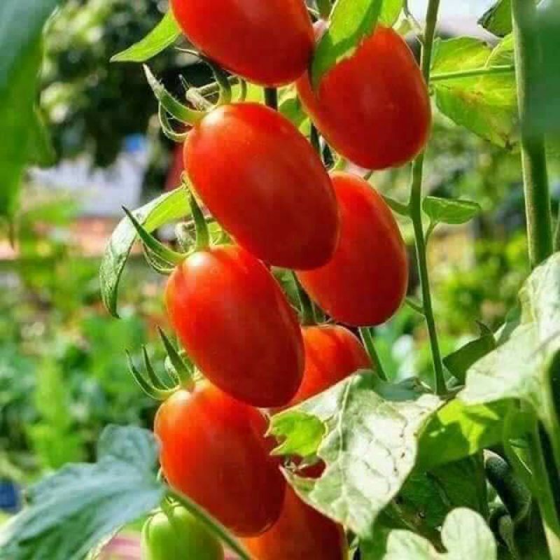 30 hạt giống cà chua cherry đỏ f1 nhập khẩu 💥💥 Chuổi Dài, quả mọng đỏ💥💥 ngon ngọt rất dễ trồng