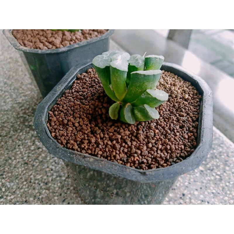 Sen đá Haworthia truncata