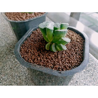 Sen đá Haworthia truncata