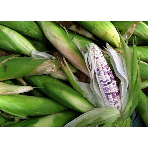 20gr Hạt Giống Bắp Nếp Trắng Tím F1