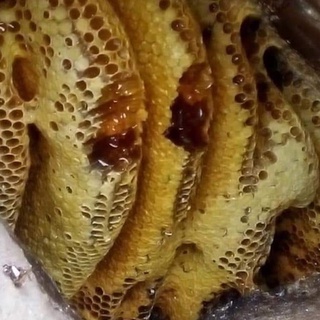 Mật ong đá rừng sơn la nguyên sáp chưa vắt chuẩn xịn