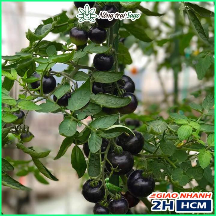 Hạt giống Cà Chua Cherry Đen Lai F1 Sinh Trưởng Vô Hạn, Trồng Quanh Năm - Nông Trại Sago