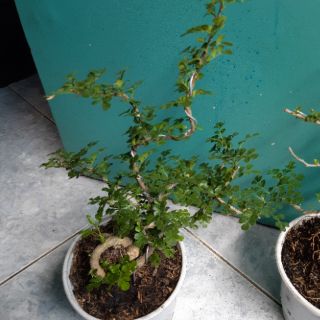 Cây cần thăng bonsai mini